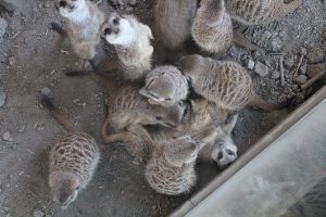 Meerkats at the Zoo. Look at that little face in the top of the picture and tell me your heart doesn't melt.