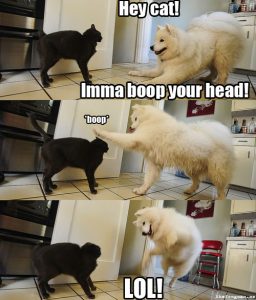 boop cat